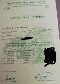 Champion DTK 2020